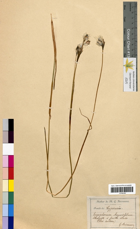 Eriophorum angustifolium (Cyperaceae)