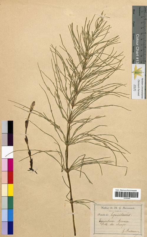 Equisetum arvense (Equisetaceae)