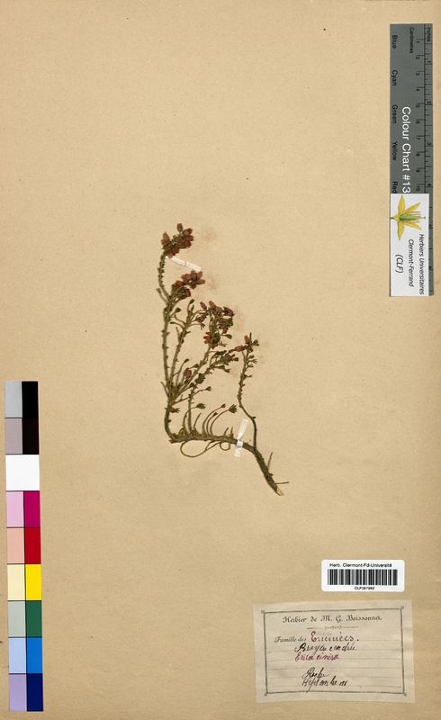 Erica cinerea (Ericaceae)
