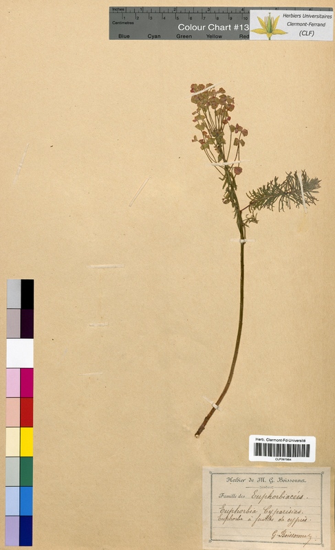 Euphorbia cyparissias (Euphorbiaceae)