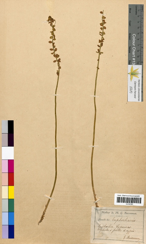 Euphorbia cyparissias (Euphorbiaceae)