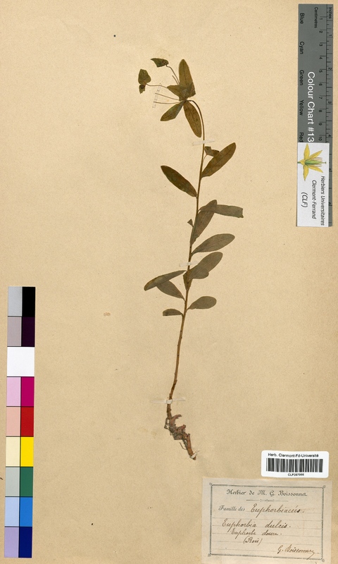 Euphorbia dulcis (Euphorbiaceae)