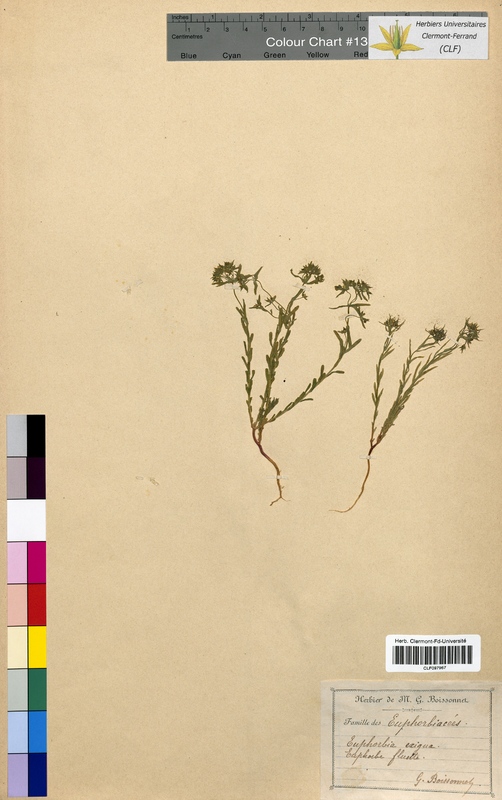 Euphorbia exigua (Euphorbiaceae)