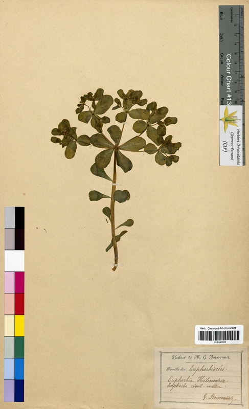 Euphorbia helioscopia (Euphorbiaceae)
