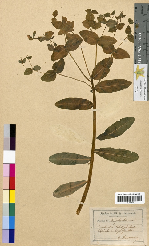 Euphorbia platyphyllos (Euphorbiaceae)