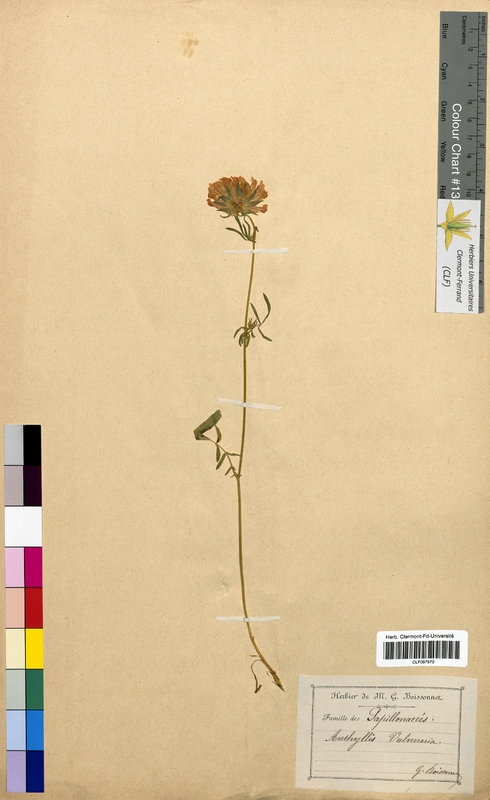 Anthyllis vulneraria (Fabaceae)