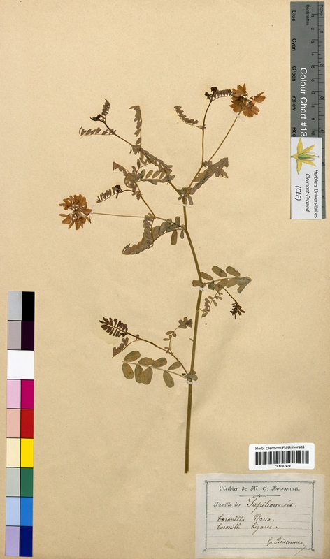 Coronilla varia (Fabaceae)