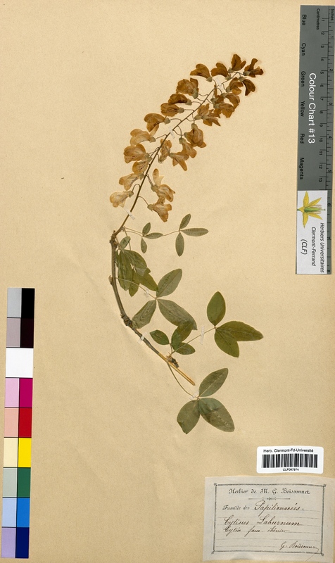 Cytisus laburnum (Fabaceae)