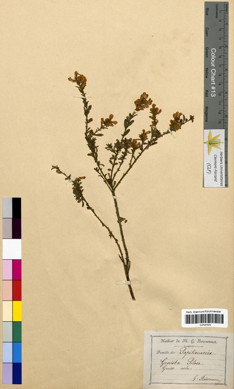 Genista pilosa (Fabaceae)