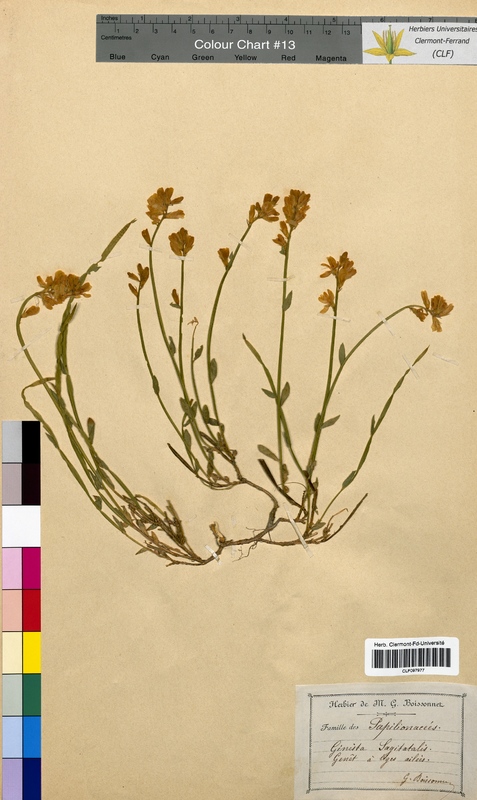 Genista sagittalis (Fabaceae)