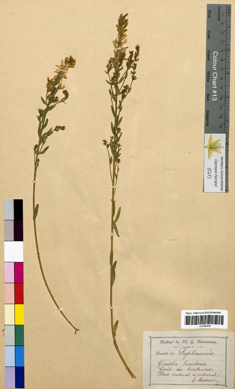 Genista tinctoria (Fabaceae)