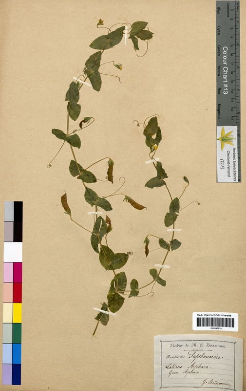 Lathyrus aphaca (Fabaceae)