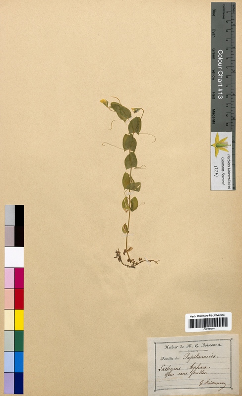 Lathyrus aphaca (Fabaceae)