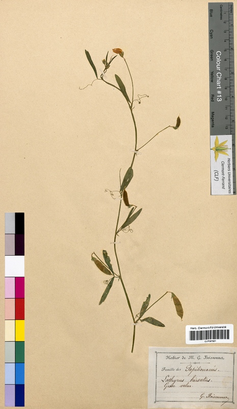 Lathyrus hirsutus (Fabaceae)