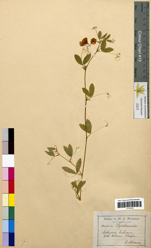 Lathyrus tuberosus (Fabaceae)