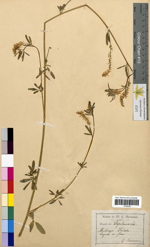 Medicago falcata (Fabaceae)
