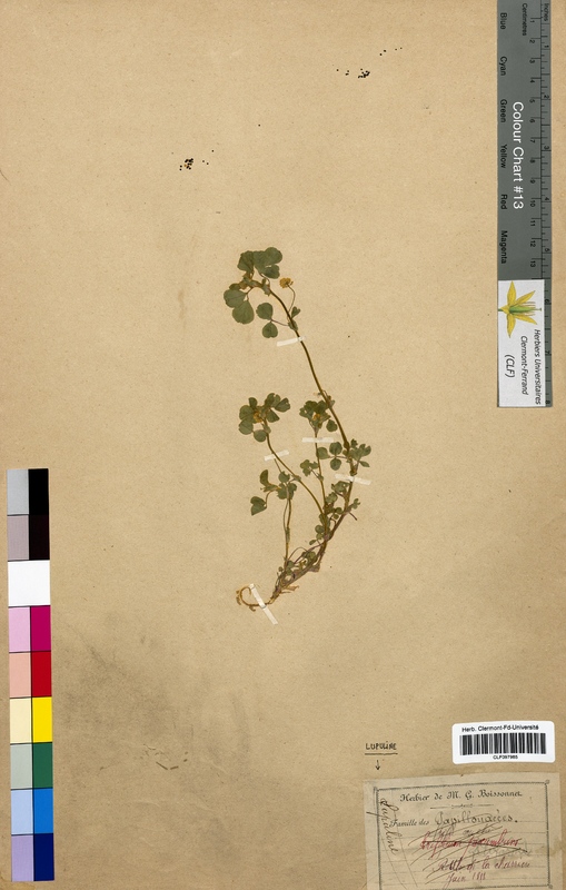 Medicago lupulina (Fabaceae)