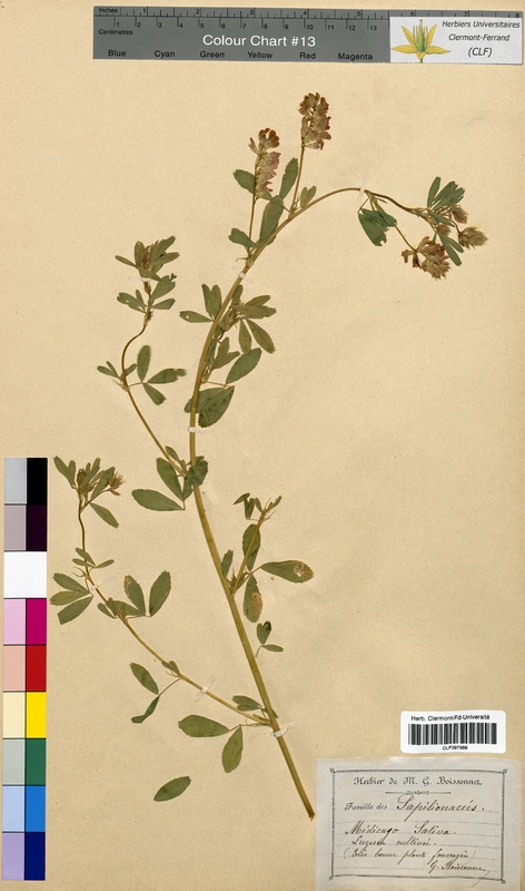 Medicago sativa (Fabaceae)