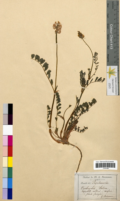 Onobrychis sativa (Fabaceae)