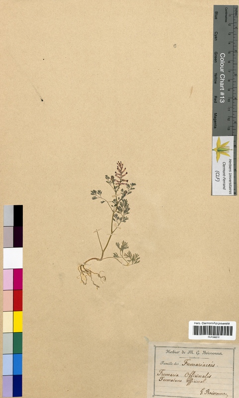 Fumaria officinalis (Fumariaceae)