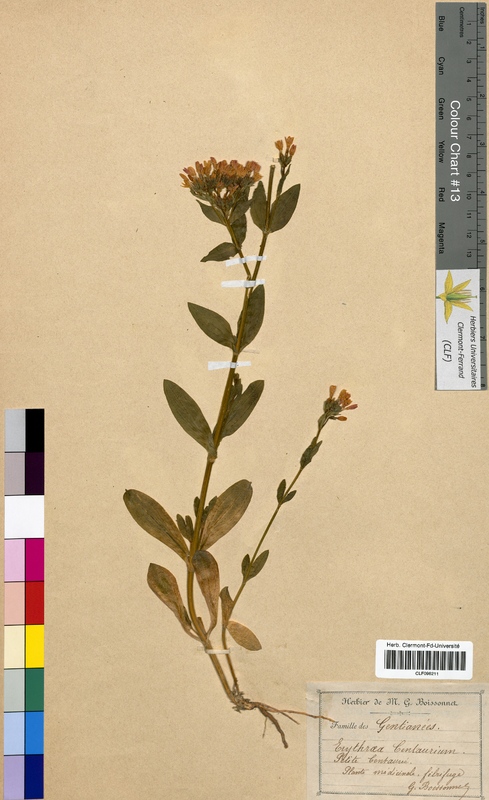 Centaurium erythraea (Gentianaceae)
