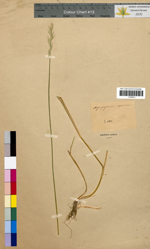 Agropyron caninum (Poaceae)