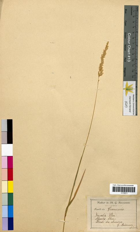 Agrostis alba (Poaceae)