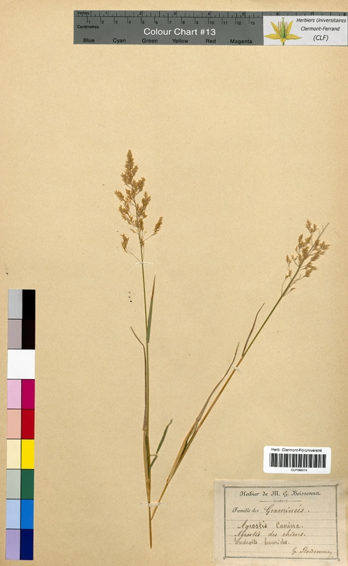 Agrostis canina (Poaceae)