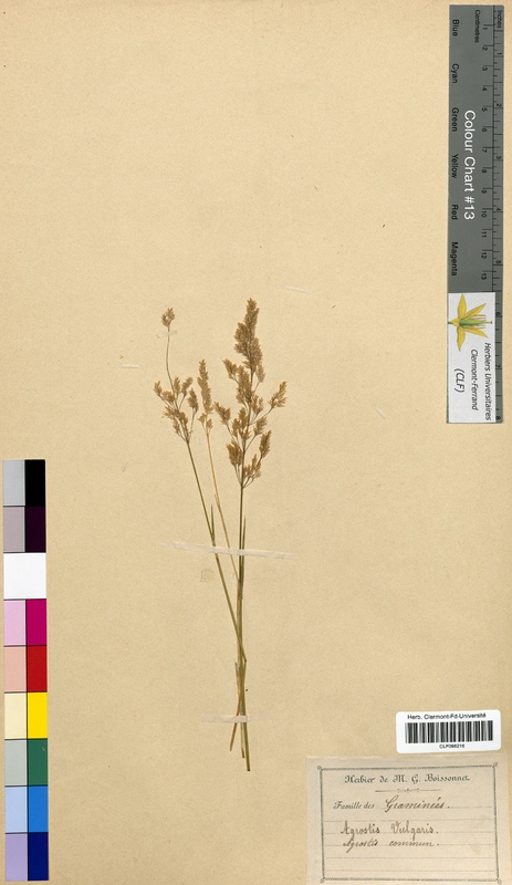 Agrostis vulgaris (Poaceae)