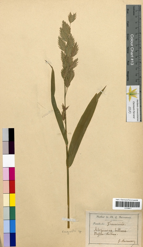 Eragrostis sp. (Poaceae)