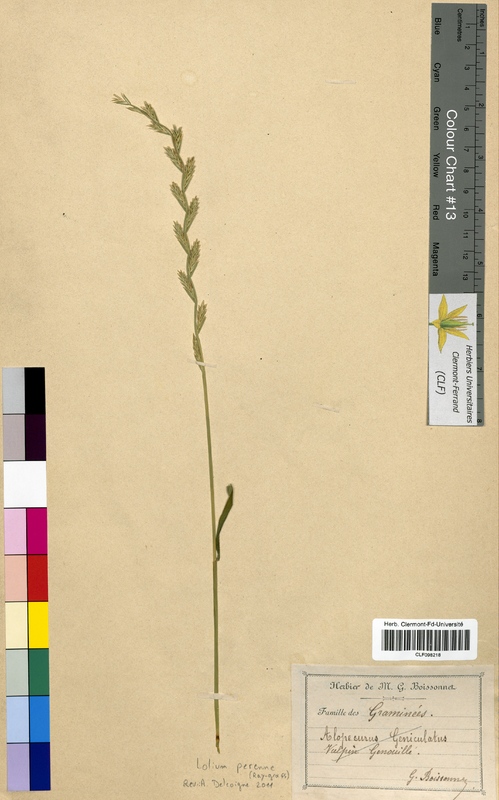 Lolium perenne (Poaceae)