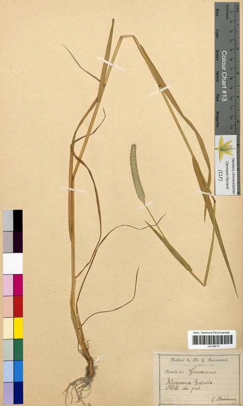 Alopecurus pratensis (Poaceae)