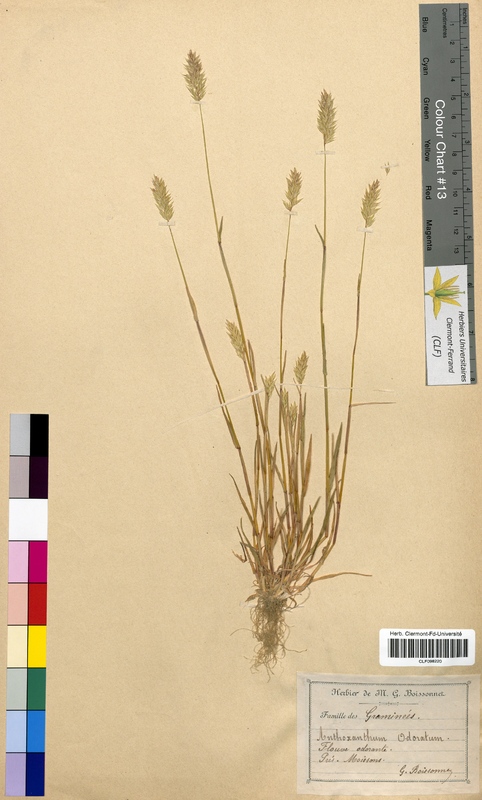 Anthoxanthum odoratum (Poaceae)