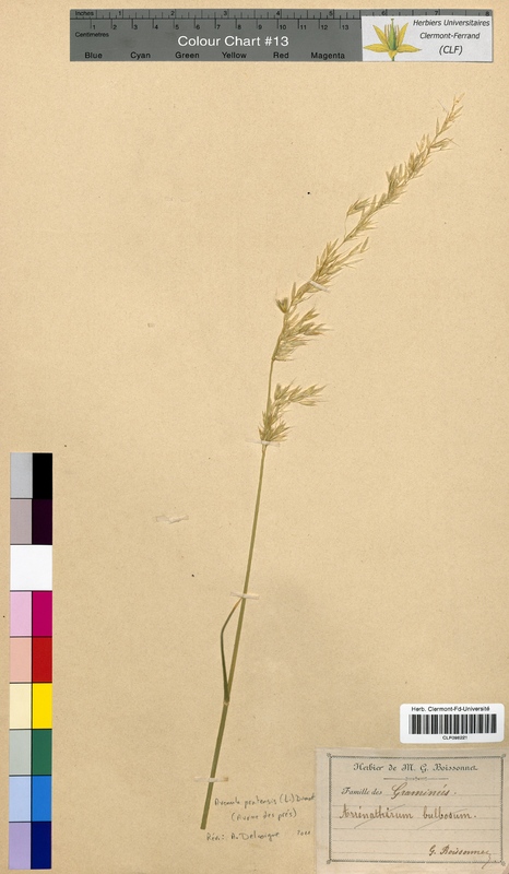 Avenula pratensis (Poaceae)