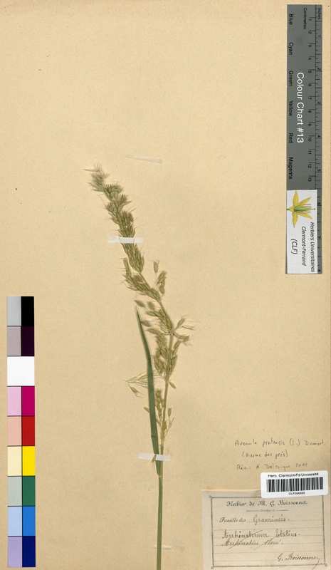 Avenula pratensis (Poaceae)
