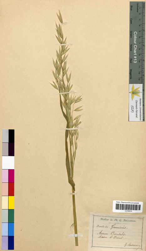 Avena orientalis (Poaceae)