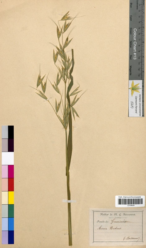 Avena nutans (Poaceae)