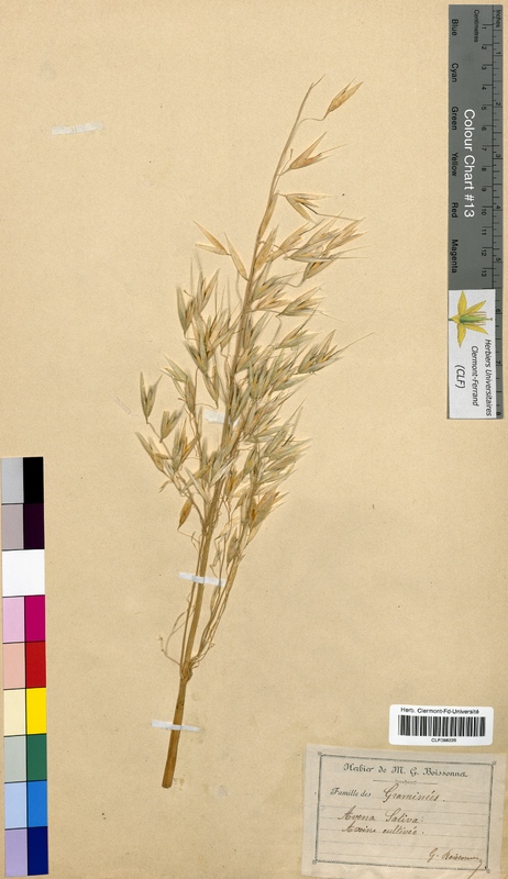 Avena sativa (Poaceae)