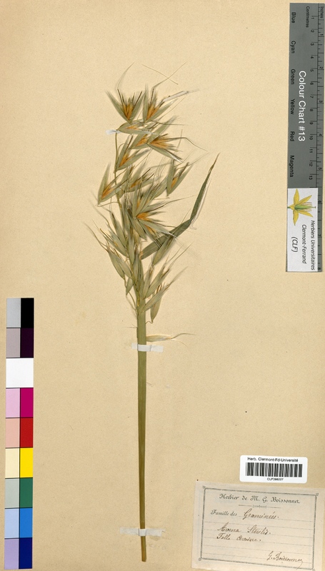 Avena sterilis (Poaceae)
