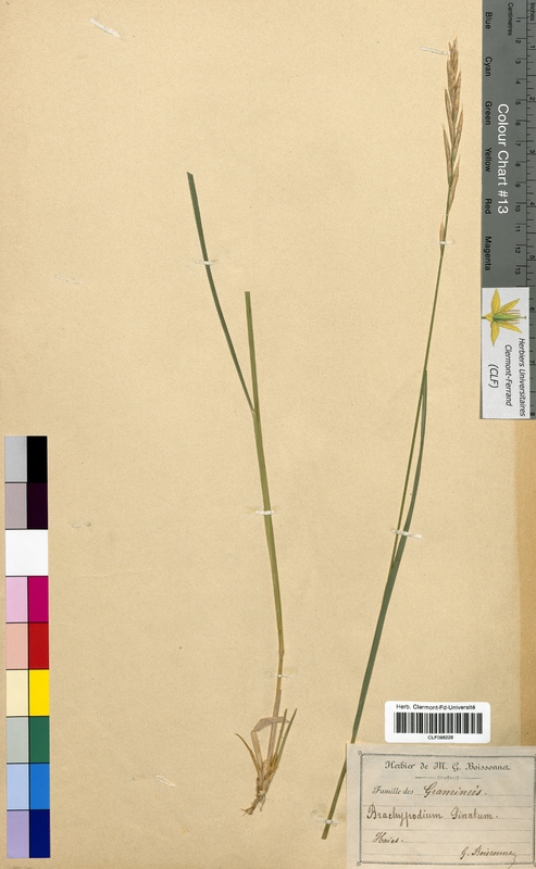 Brachypodium pinnatum (Poaceae)