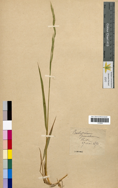Brachypodium pinnatum (Poaceae)