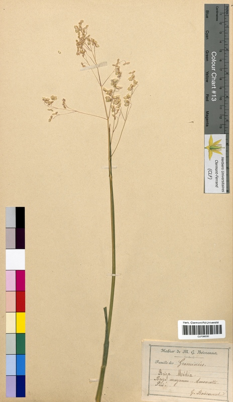 Briza media (Poaceae)