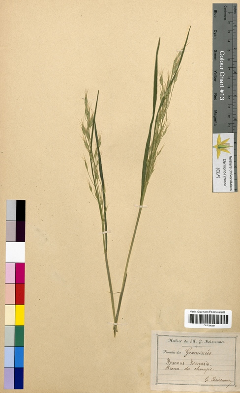 Bromus arvensis (Poaceae)