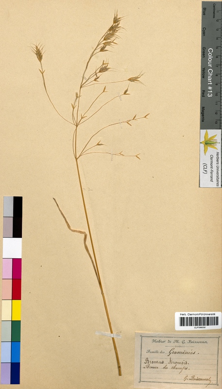 Bromus arvensis (Poaceae)