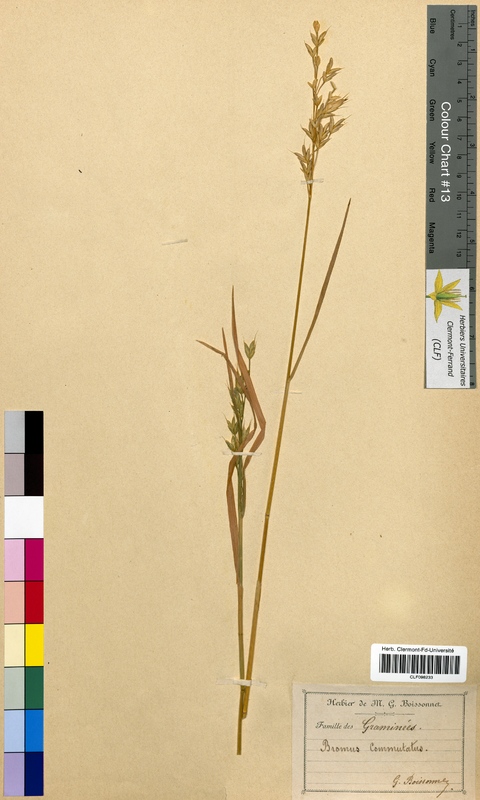Bromus commutatus (Poaceae)
