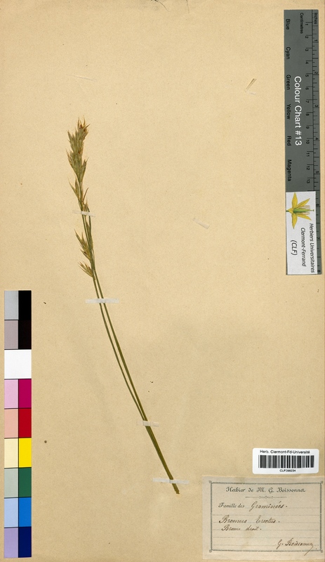 Bromus erectus (Poaceae)