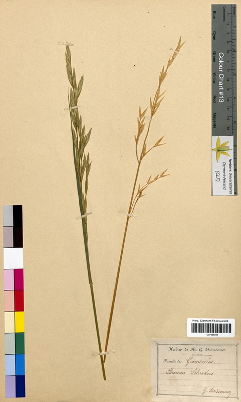 Bromus schraderi (Poaceae)