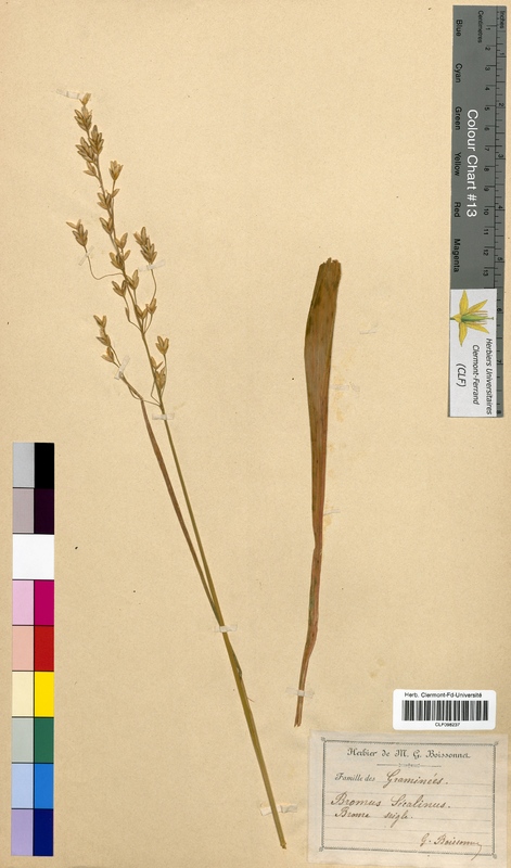Bromus secalinus (Poaceae)