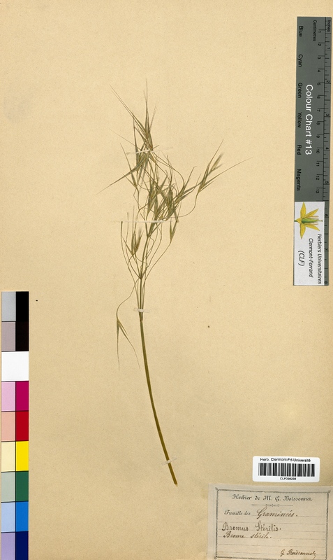 Bromus sterilis (Poaceae)