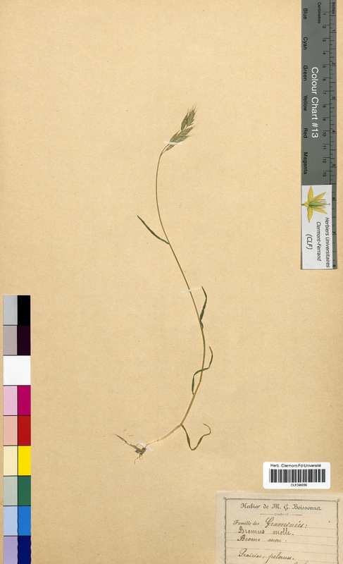Bromus mollis (Poaceae)
